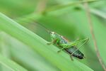 Conocephalus dorsalis m1.JPG