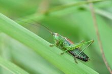 Conocephalus dorsalis m1.JPG