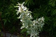 Elaeagnus-commutata-total.JPG