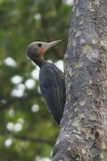 Great Slaty Woodpecker Kaladhungi Nainital Uttarakhand India 07.10.2014.jpg