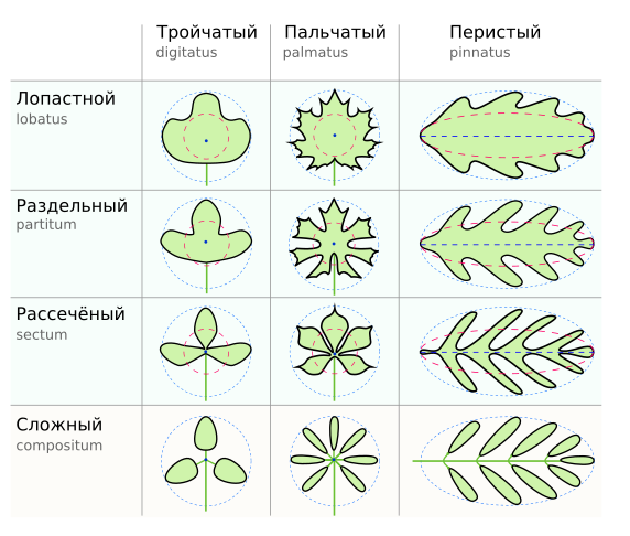 Leaf shape diagrams Comparison.svg