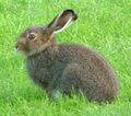 Lepus timidus cropped.jpg