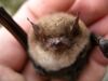 Myotis brandtii3.JPG