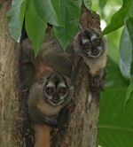 Panamanian Night Monkeys.jpg