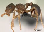 Pristomyrmex punctatus casent0178863 profile 1.jpg
