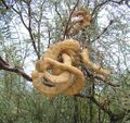 Prosopis chilensis, pods (8634261833).jpg