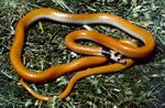 Rhynchocalamus melanocephalus satunini.jpg