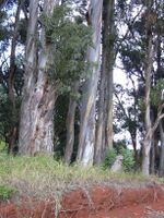 Starr 031002-0027 Eucalyptus globulus.jpg