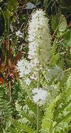 Stenanthium densum.jpg