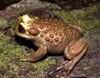 Telmatobufo bullocki — Edgardo Patricio Flores Flores 001.jpg