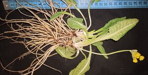 Первоцвет крупночашечковый (Primula macrocalyx).jpg