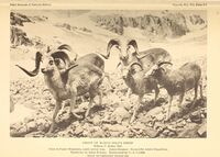 Annual report of the Director to the Board of Trustees for the year .. (1926) (18406057576).jpg