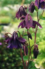 Aquilegia nigricans.jpg