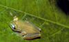 Boophis tasymena.jpg
