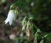 Campanula alliariifolia 2.jpg
