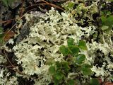 Cetraria nivalis.jpg