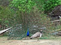 Common Peafowl (Pavo cristatus) RWD2.jpg