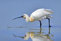 Eurasian Spoonbill.jpg