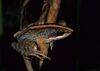 Mantidactylus femoralis.jpg