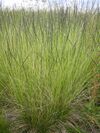 Nardus stricta mountain medow.JPG