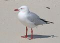 Silver Gull JCB.jpg