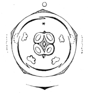 Verbena officinalis flowerdiagram.png