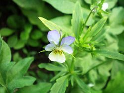 Viola arvensis001.jpg