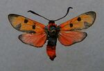 Zygaena laeta.jpg
