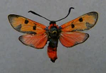 Zygaena laeta.jpg
