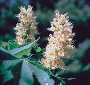Aesculus glabra USDA1.jpg