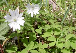 Anemone raddeana 3.JPG