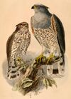 Aviceda cuculoides verreauxii 1884.jpg