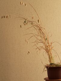 Briza maxima20150707 3867.jpg