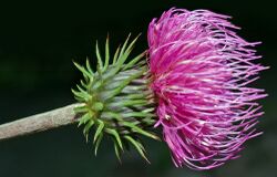 Carduus defloratus - blossom (aka).jpg