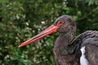 Ciconia nigra qtl1.jpg