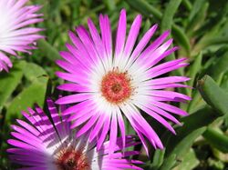 Dorotheanthus bellidiformis-P9200031.jpg