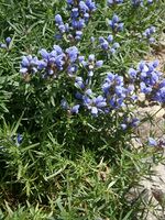 Dracocephalum ruyschiana 01.jpg