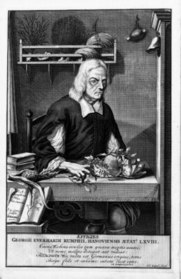 Georg Eberhard Rumpf.jpg