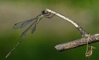 Lestes parvidens - mužjak 1.jpg