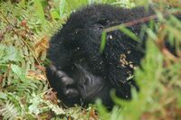 Mountain Gorilla in Mgahinga Gorilla National Park 1.jpg