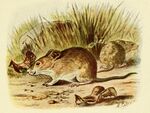 Mus spicilegus.jpg