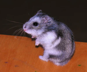 Musu grauzikas resize.jpg