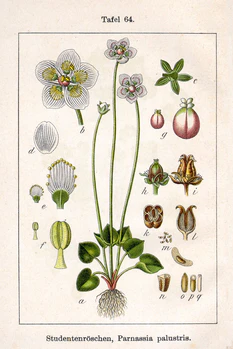 Parnassia palustris Sturm64.jpg