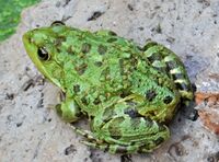 Pelophylax bedriagae.jpg