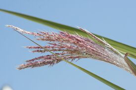Phragmites australis blossom.jpg