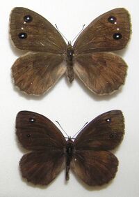 Satyrus ferula pair.jpg
