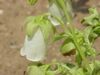 Symphyandra pendula0.jpg