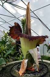 Amorphophallus titanum morticia june 20 2012 galawebdesign.png