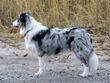Blue merle Border Collie.jpg