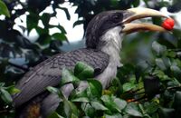 Ceylon Grey Hornbill.jpg